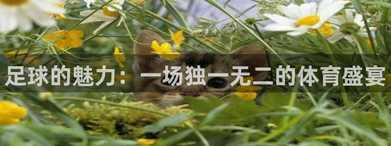 中欧体育平台：足球的魅力：一场独一无二的体育盛宴